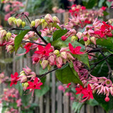 4 Red Bleeding Heart Live Plants, Home Garden Plant, 4-6 Inch Tall
