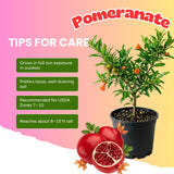 Live Pomegranate Tree Plant, Pomegranates Fruit, 8-10 Inch Tall, 4 Inch Pot