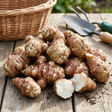 4 oz Jerusalem Artichoke Roots for Planting, Sunchoke Tubers Large Size