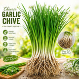 Set 3 Chives Roots for Planting, Garlic Chives Starter Plant