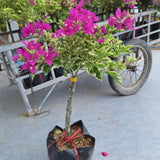 2 Variegated Purple Bougainvillea Live Plants, Garden Plant, 5-7 Inch Tall