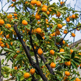 Kumquat Tree, 1-2 Feet Tall