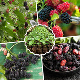 Dwarf Mulberry Live Tree, Hardy Garden Plant, 4-6 Inch Tall
