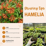 2 Dwarf Firebush Hamelia Live Plants, Hardy Flowering Shrub, 4-6 Inch Tall