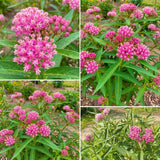 2 Pink Milkweed Live Plants, Asclepias Tuberosa Plant 4–6" Tall