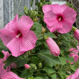 Pack 2 Red Pink Hibiscus Plant Live 5-7 Inch Tall