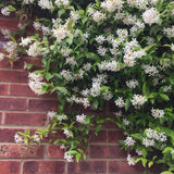 White Star Jasmine Live Plant, 10 Inch Tall, 3 Inch Pot