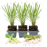 3 Pack Lemongrass Plants Live 4 to 7 Inc Tall