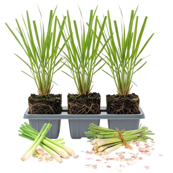3 Pack Lemongrass Plants Live 4 to 7 Inc Tall
