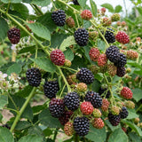 2 Sweet Live Black Berry Plants, Berry Fruit Bush, 4-6 Inch Tall