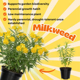 2 Yellow Milkweed Live Plants, Hardy Garden Plant, 4-6 Inch Tall