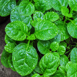 Green Spinach Live Plant, Live Starter Plant, 4-6 Inch Tall