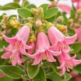 Rare Pink Fuchsia Plant Live in 5'' Pot, Hanging Fuchsia Flowers Bush Shrub for Hanging Basket, Hardy Indoor Outdoor Flowering Plant, 4–8 Inch Tall Starter Plants