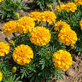 Yellow African Marigold Flower Live Plant, 5-7 Inch Tall, 4 Inch Pot