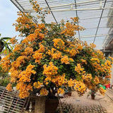 2 Bougainvillea Plants Live, Garden Flower Vine, 4-7 Inch Tall