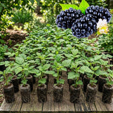 2 Sweet Boysenberry Live Plants, Garden Plant, 4-6 Inch Tall