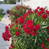 Set 2 Red Oleander Plants Live, Oleander Plant, 4-6 Inc Tall