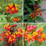 2 Yellow Red Milkweed Live Plants, Asclepias Tuberosa Plant 4–6" Tall
