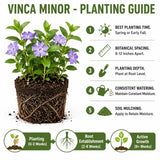 Blue Vinca Periwinkle Vine Live, Hardy Perennial Flower Plant, 4 Inch Pot