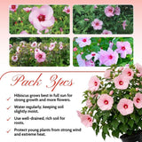 Set of 3 Hardy Hibiscus Live Plants, Red Pink Hibiscus Plant, 4–6" Tall