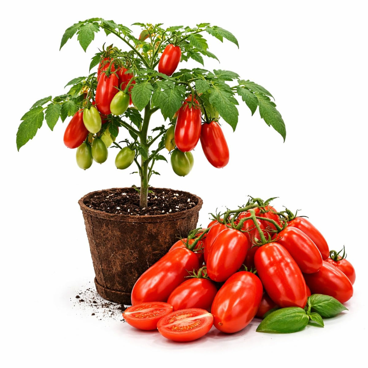 2 Red Tomato Live Plants, Vegetable Plant, 4-6 Inch Tall, 4 Inch Pot