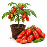 2 Red Tomato Live Plants, Vegetable Plant, 4-6 Inch Tall, 4 Inch Pot