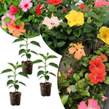 Set 3 Mix Hibiscus Live Plants, Assorted Hibiscus Plant, 4–6" Tall