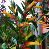 2 Red Live Cuphea Plants, Garden Plant, 4-6 Inch Tall