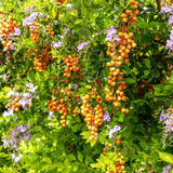 Set 2 Cuban Gold Duranta Live Plants, 4-7 Inch Tall