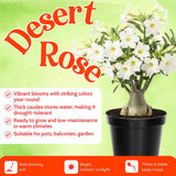 White Desert Rose Live Plant, Home Garden Plant, 4-6 Inch Tall