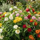 4 Mixed Lantana Live Plants, Indoor Outdoor Plant, 4-7 Inch Tall