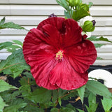 Set 3 Large Red Hardy Hibiscus Live Plant, Red Hibiscus Plant, 4–6" Tall