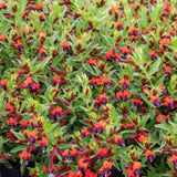 2 Red Purple Cuphea Plant 5-7 Inch Tall