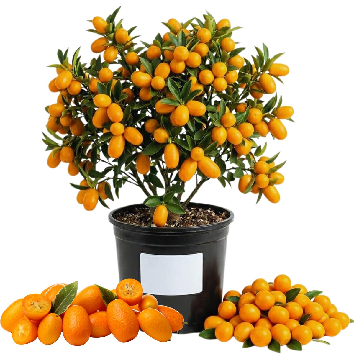 Orange Kumquat Tree, Live Starter Plant, 1 Gallon Pot