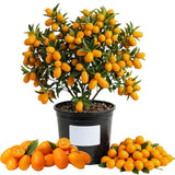 Orange Kumquat Tree, Live Starter Plant, 1 Gallon Pot