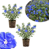 2 Evolvulus Live Plants, Flower Plant, 4-6 Inch Tall