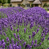 Purple Lavender Live Plant, 3.5 Inc Pot, Fragrant Herb Plant, 4-8 Inc Tall