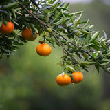 Sweet Tangerine Citrus Tree, Orange Tree Live Plant, 1-2 Ft Tall in Pot