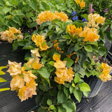 2 Gold Live Bougainvillea Plants, Patio Container Plant, 5-7 Inch Tall