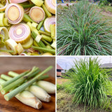 3 Pack Lemongrass Plants Live 4 to 7 Inc Tall