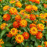 2 Bright Orange Lantana Plants Live, Home Garden Plant, 4-7 Inch Tall