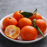Orange Mandarin Tree Live, Hardy Garden Plant, 1 Gallon Pot