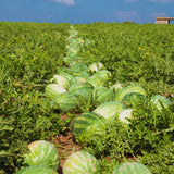 2 Red Live Watermelon Plants, Edible Vegetable Plant