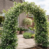 Star Jasmine Plant Live, Decorative Flower Plant, 5-8 Inch Tall, 3 Inch Pot