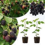 2 Sweet Large Black Berry Live Plants, Blackberries Bush, 4-6 Inch Tall