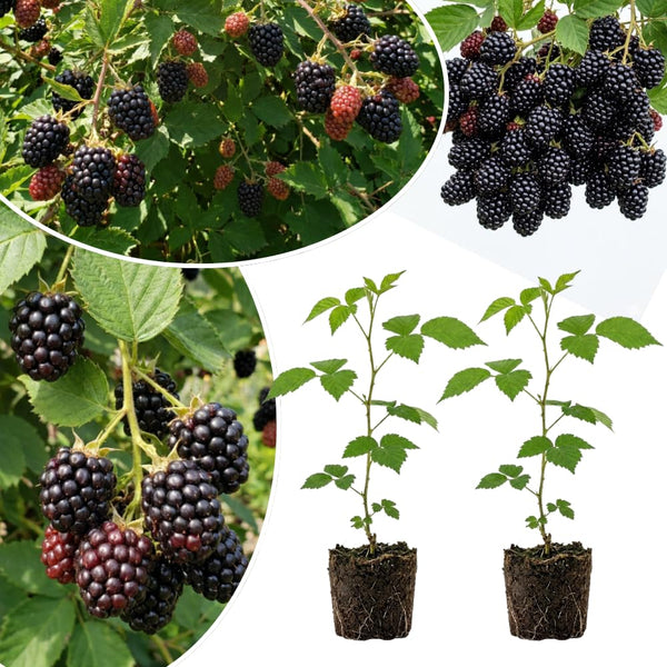 2 Sweet Large Black Berry Live Plants, Blackberries Bush, 4-6 Inch Tall