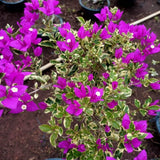 2 Variegated Purple Bougainvillea Live Plants, Garden Plant, 5-7 Inch Tall