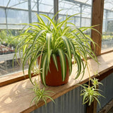 Variegated Spider Plant Live, Indoor Plant, 4-6 Inch Tall, 4 Inch Pot