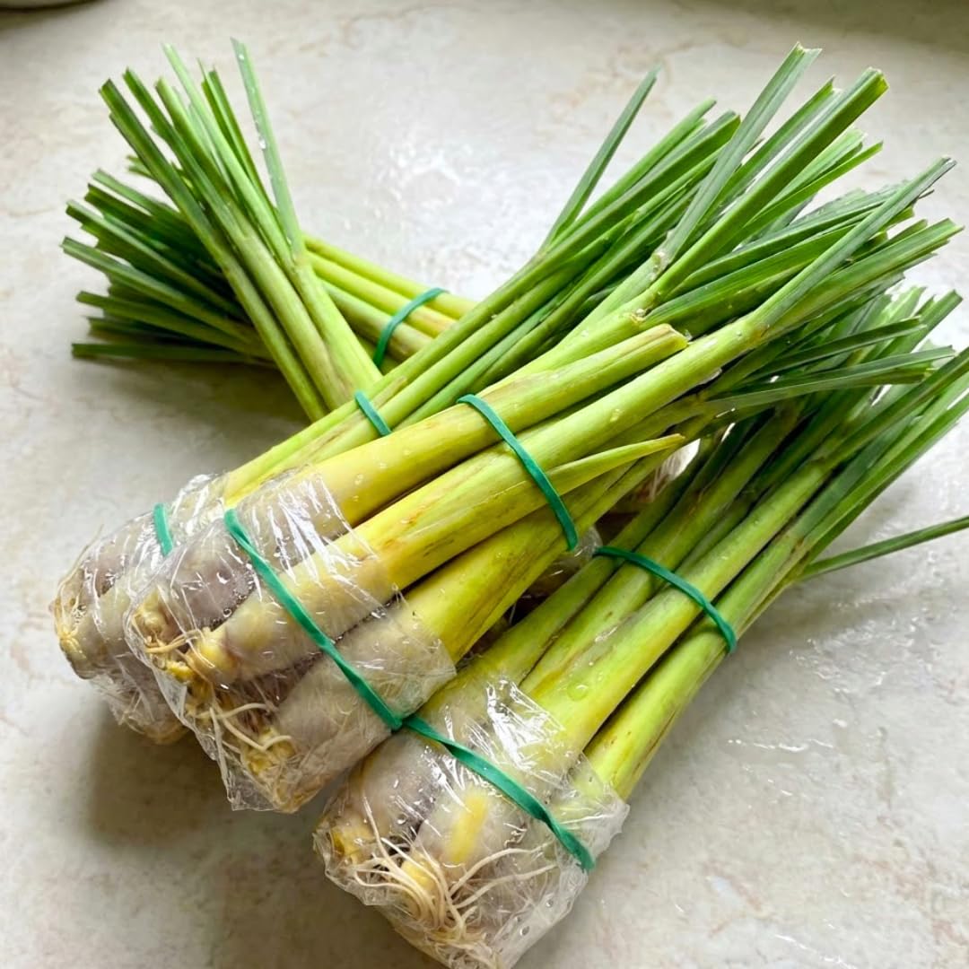 5 Lemongrass Plants Live, Easy Grow Garden Seeds