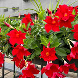 2 Red Mandevilla Live Plants, Mandevilla Live Plant, 4-6 Inch Tall